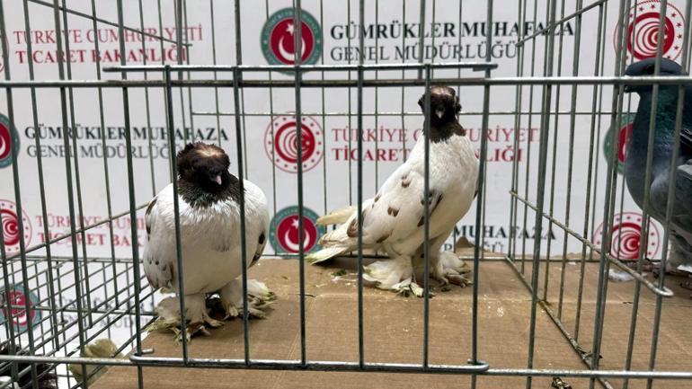 İpsalada kaçak hayvanlar ele geçirildi