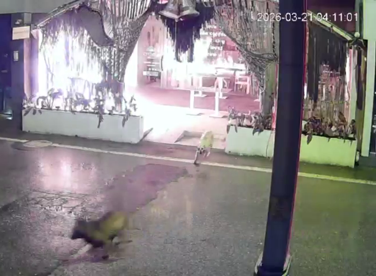 Kocaelide kafeyi kundaklayan 2 şüpheli yakalandı