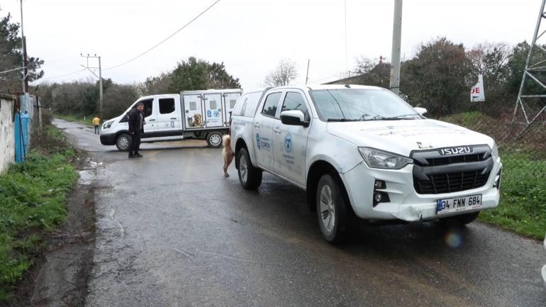 Eyüpsultanda okuldan eve dönen 6 yaşındaki çocuğa sokak köpekleri saldırdı