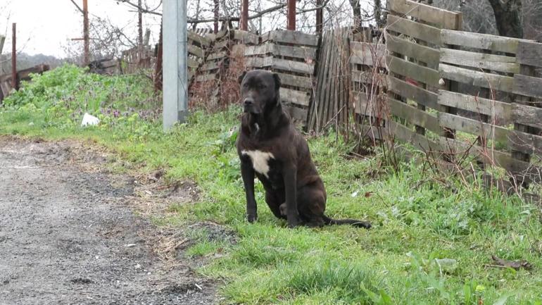 Eyüpsultanda okuldan eve dönen 6 yaşındaki çocuğa sokak köpekleri saldırdı