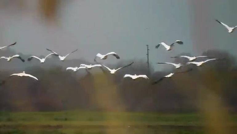 Göç yolundaki pelikan sürüsü, Boğazköy Barajında görüntülendi