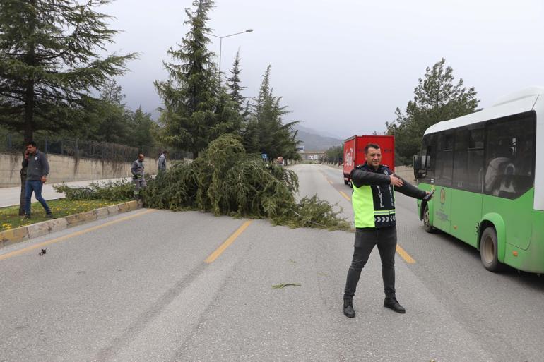 Denizlide kuvvetli rüzgar; ağaçlar devrildi, çatılar uçtu