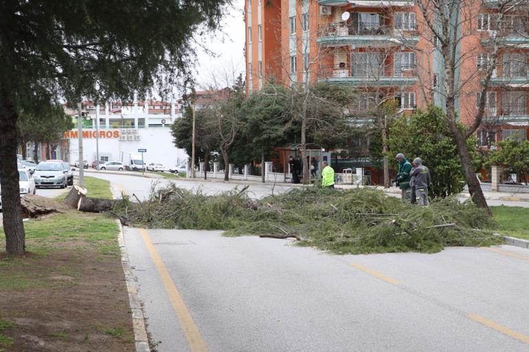 Denizlide kuvvetli rüzgar; ağaçlar devrildi, çatılar uçtu