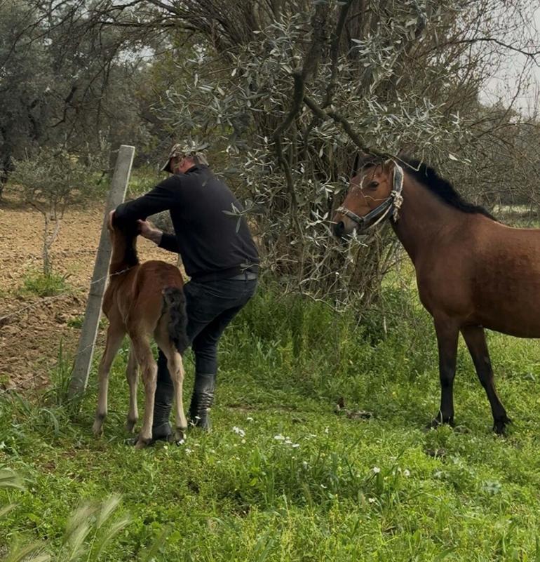 Tellere takılan tayı kurtarıp annesine kavuşturdu