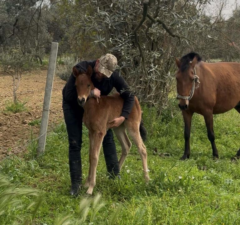 Tellere takılan tayı kurtarıp annesine kavuşturdu