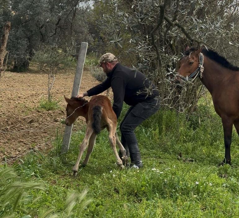 Tellere takılan tayı kurtarıp annesine kavuşturdu
