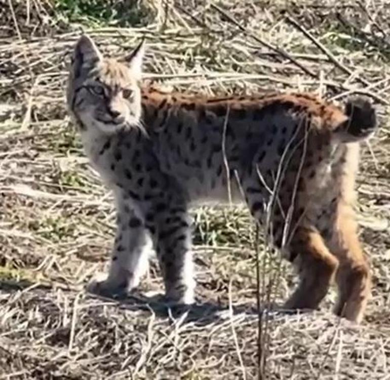 Ormanın hayaleti vaşağın çığlığı kamerada