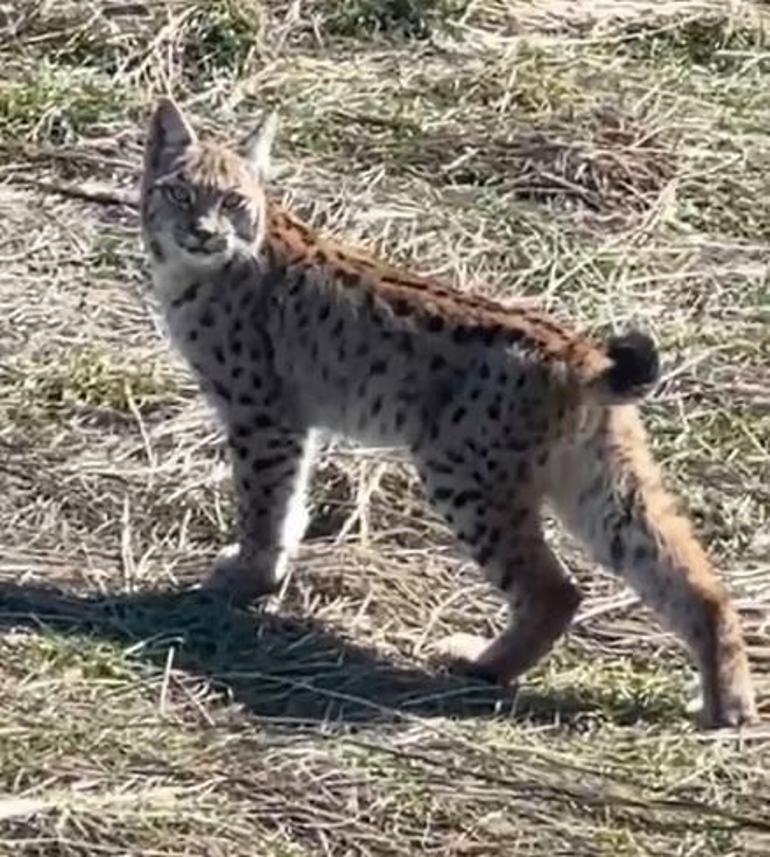 Ormanın hayaleti vaşağın çığlığı kamerada