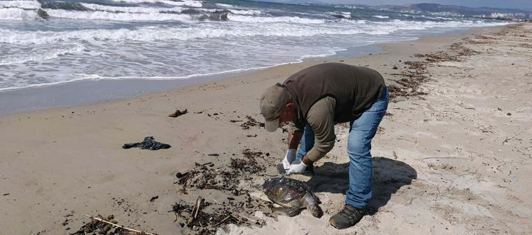 Kuşadası’nda bir ölü deniz kaplumbağası daha sahile vurdu; sayı 8’e çıktı