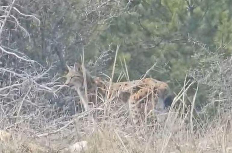Kastamonu’da vaşak görüntülendi