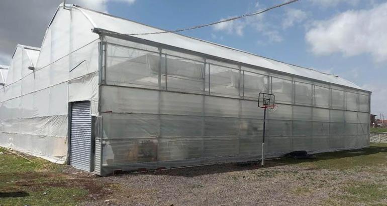 Jeotermal serada yetiştirilen kirazlarda ilk hasat yapıldı