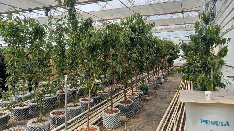 Jeotermal serada yetiştirilen kirazlarda ilk hasat yapıldı