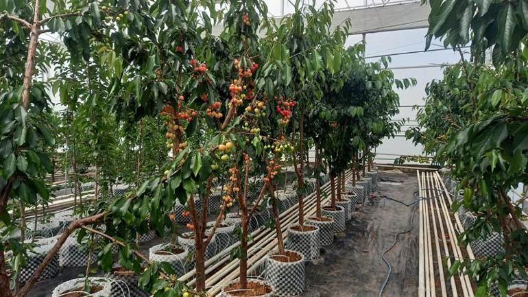 Jeotermal serada yetiştirilen kirazlarda ilk hasat yapıldı