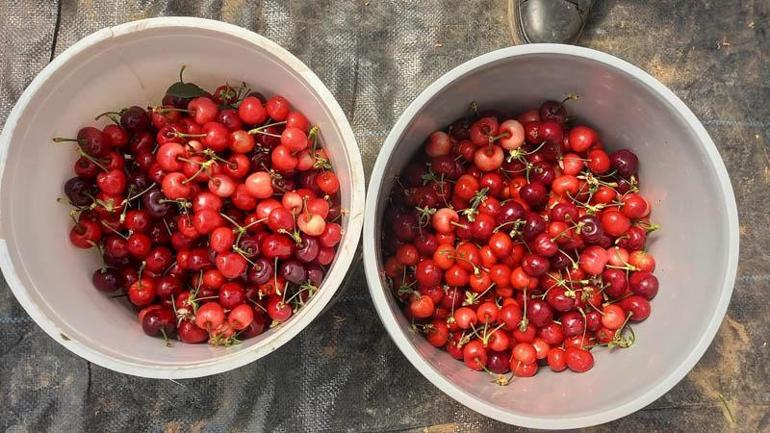 Jeotermal serada yetiştirilen kirazlarda ilk hasat yapıldı
