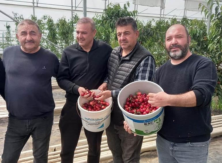 Jeotermal serada yetiştirilen kirazlarda ilk hasat yapıldı