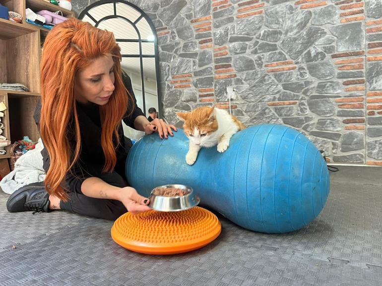 Engelli 3 kedi, veterinerde fizik tedaviyle yürümeye başladı