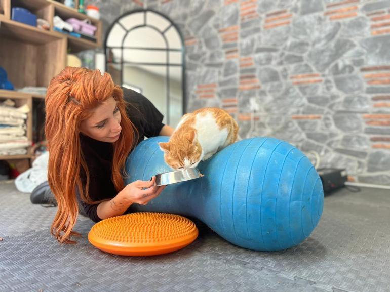 Engelli 3 kedi, veterinerde fizik tedaviyle yürümeye başladı