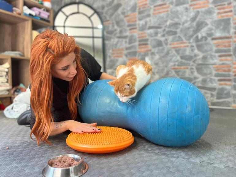 Engelli 3 kedi, veterinerde fizik tedaviyle yürümeye başladı