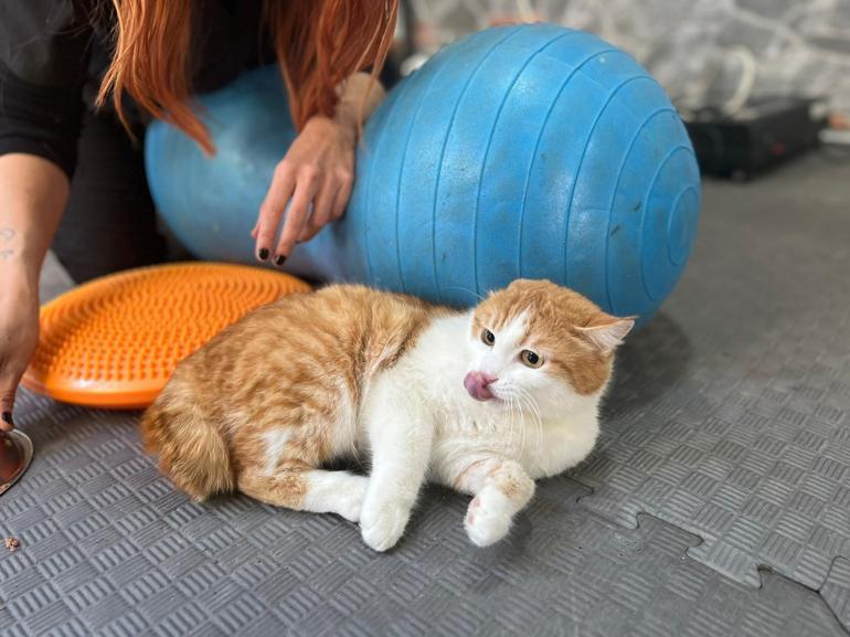 Engelli 3 kedi, veterinerde fizik tedaviyle yürümeye başladı
