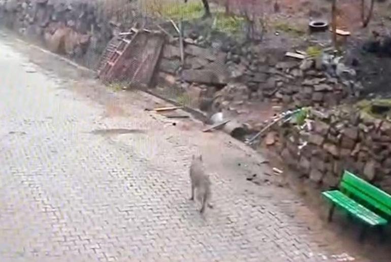 Adanada aç kalan kurdun, yerleşim yerinde yemek aradığı anlar kamerada