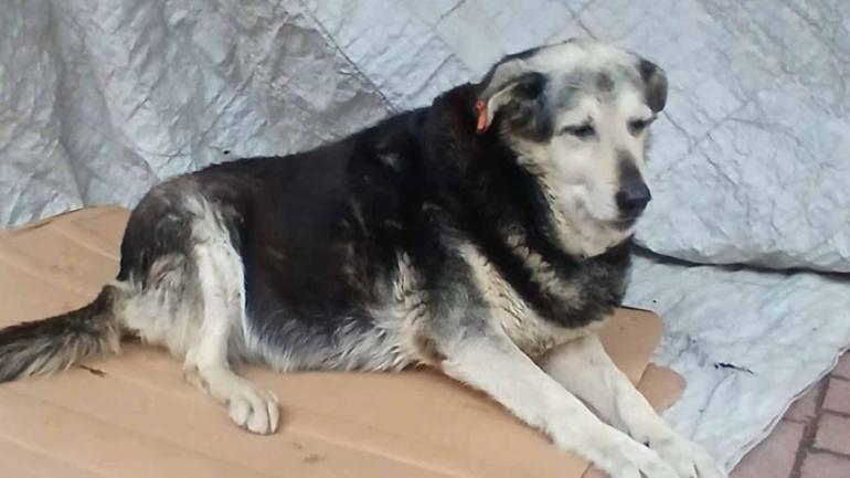 Kadıköy’de kaldırımda yatan ‘Pakize’ isimli köpeği ezip yollarına devam ettiler