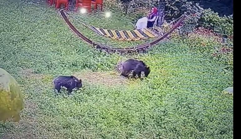 Karabük’ye yiyecek arayan yavru ayılar kamerada