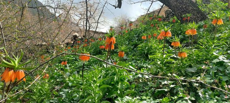 Siirt’te ters laleler çiçek açtı; koparmanın cezası 700 bin lira