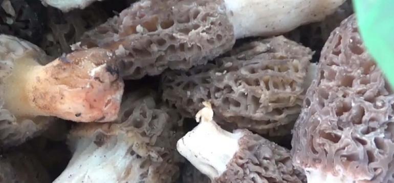 Dağ köylerinde kuzugöbeği mantarı gelir kapısı oldu