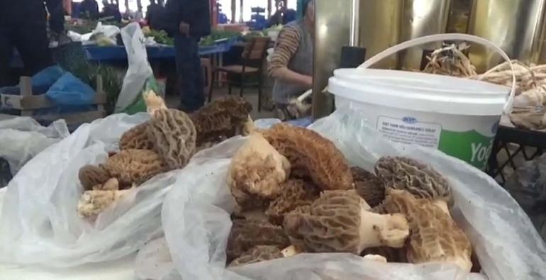 Dağ köylerinde kuzugöbeği mantarı gelir kapısı oldu