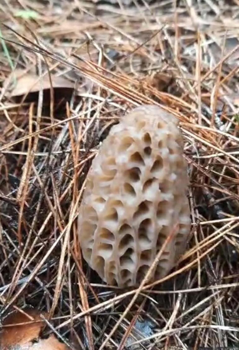 Dağ köylerinde kuzugöbeği mantarı gelir kapısı oldu
