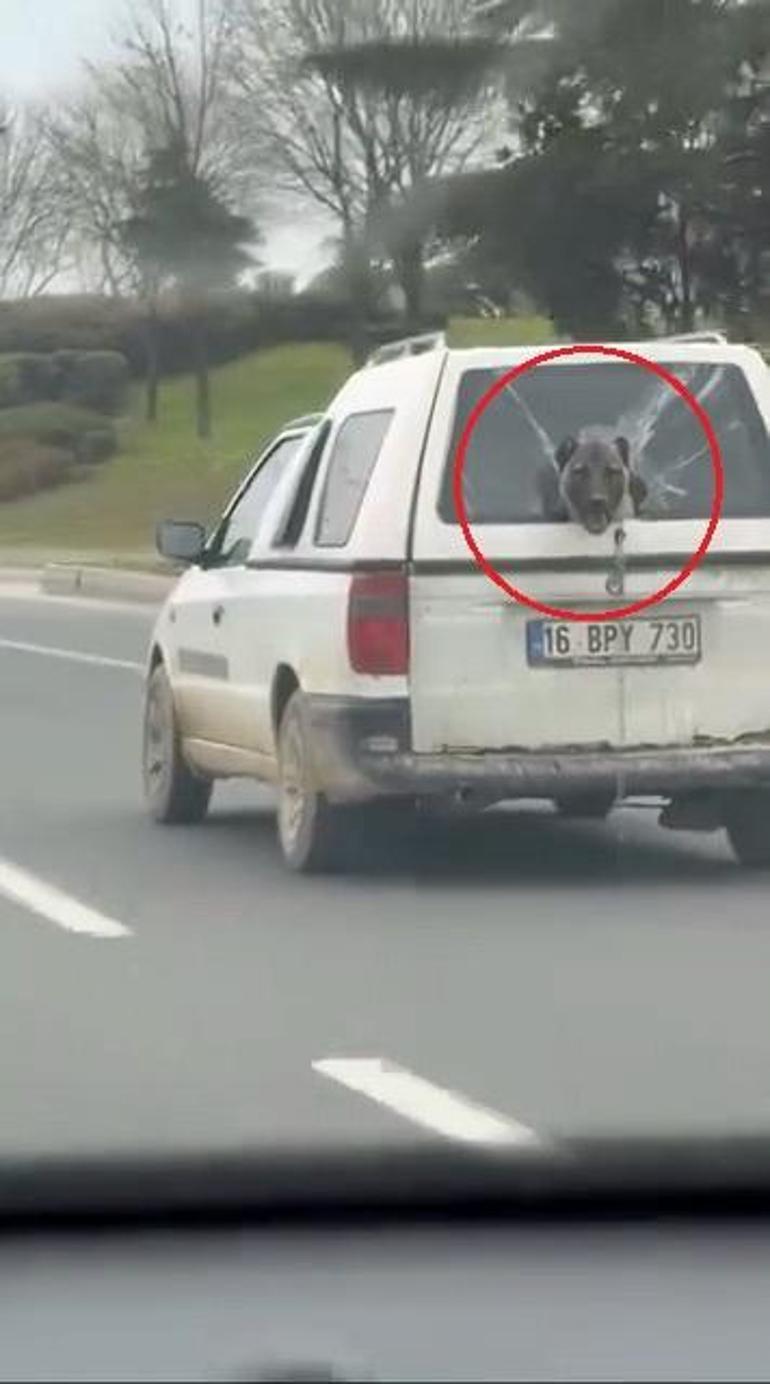 Hafif ticari aracın kırık camından etrafı izleyen köpek kamerada