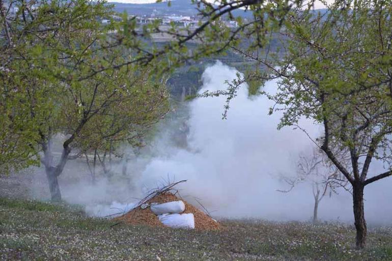 Manisa’da üreticilerden ‘zirai don nöbeti; badem ağaçlarına dumanlı koruma