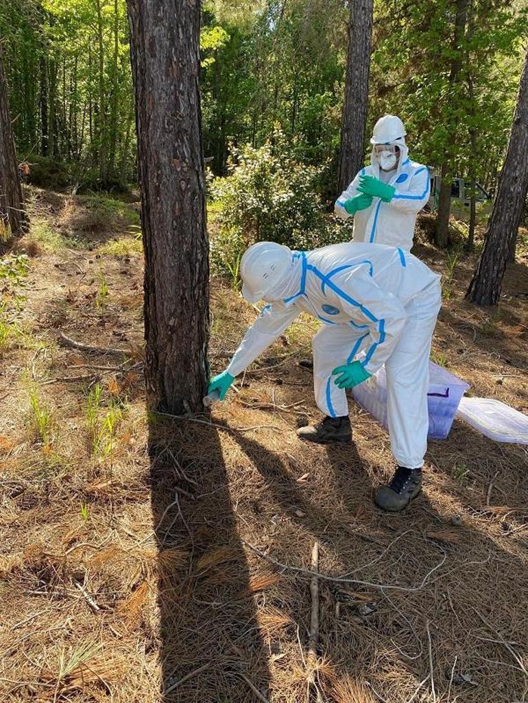 Çam kese böceğine karşı doğaya terminatör böcek salındı