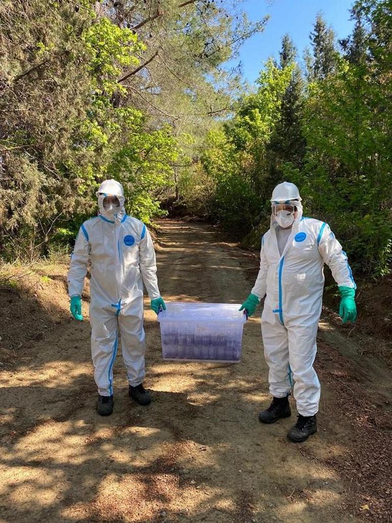 Çam kese böceğine karşı doğaya terminatör böcek salındı