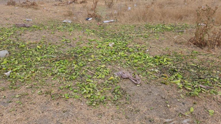 Bakanlıktan, biberlerin hayvanlara verildiği görüntülere ilişkin açıklama