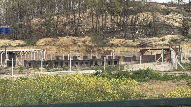 Yalova’da hayvan ölümleri iddialarına soruşturma