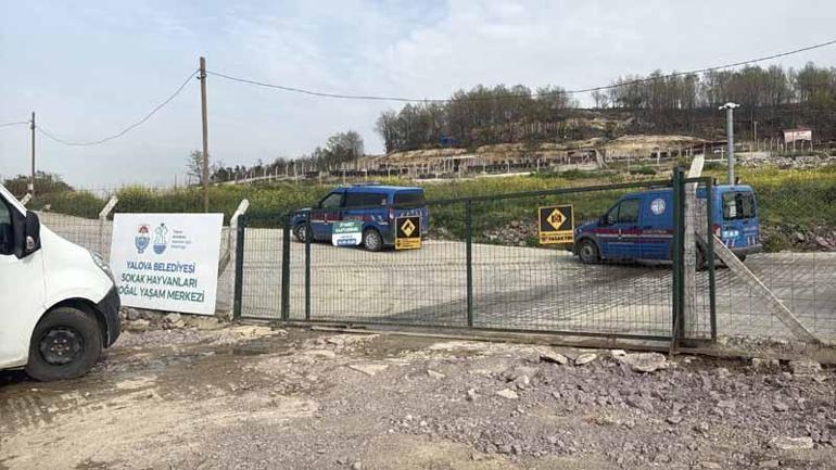 Yalova’da hayvan ölümleri iddialarına soruşturma