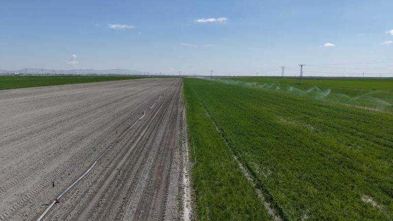 Konya Ovasında yağışlarla hububatta 500 bin ton rekolte artışı bekleniyor