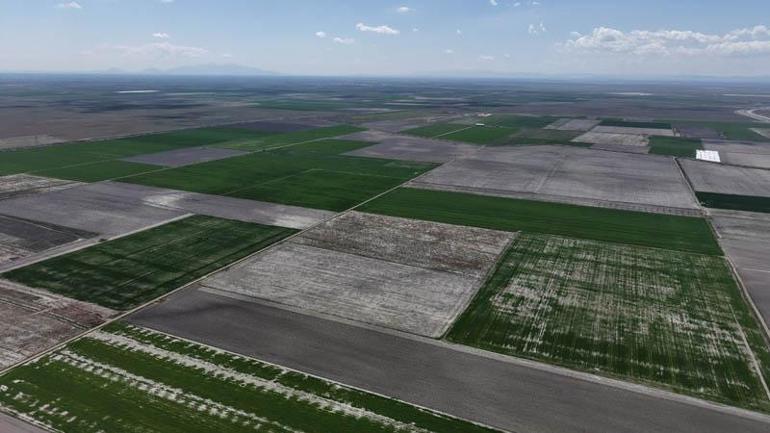 Konya Ovasında yağışlarla hububatta 500 bin ton rekolte artışı bekleniyor