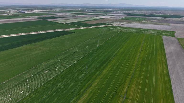Konya Ovasında yağışlarla hububatta 500 bin ton rekolte artışı bekleniyor