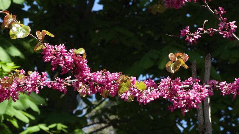 Baharın habercisi erguvanlar İstanbulda görsel şölen oluşturdu