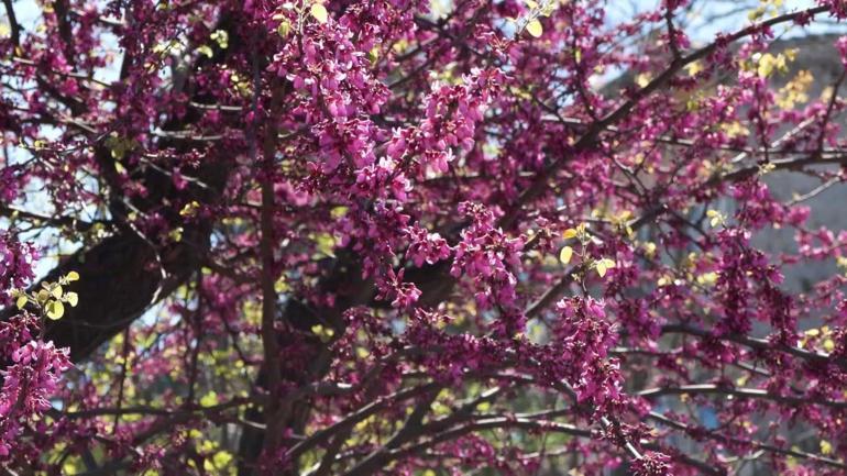 Baharın habercisi erguvanlar İstanbulda görsel şölen oluşturdu