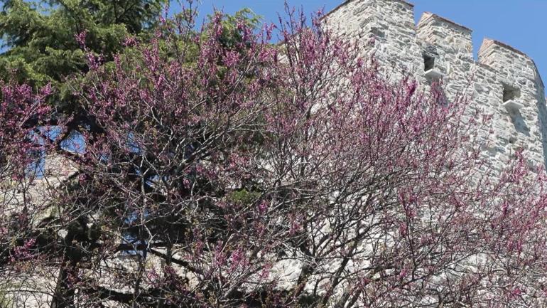 Baharın habercisi erguvanlar İstanbulda görsel şölen oluşturdu