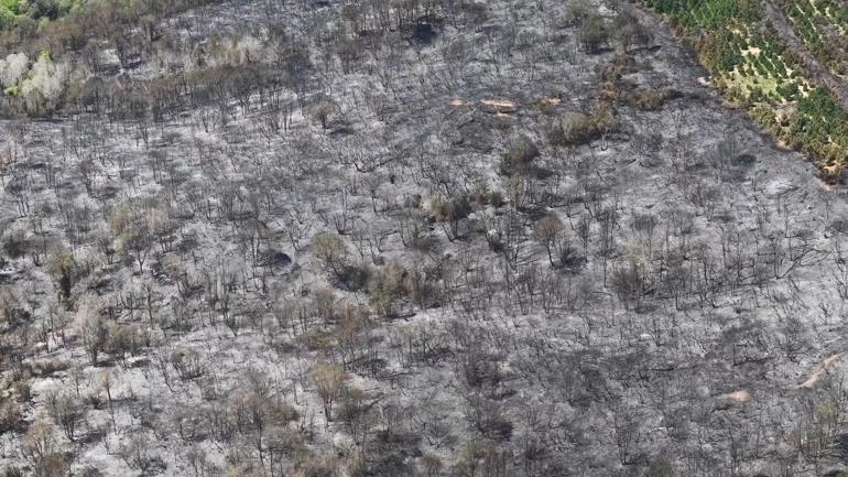 Beykozda orman yangını; zarar gören alan havadan görüntülendi