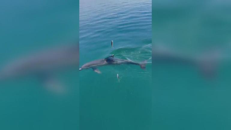 Balıkçılar oltadaki balık ile yunusu etraflarında yüzdürdü; o anlar kamerada