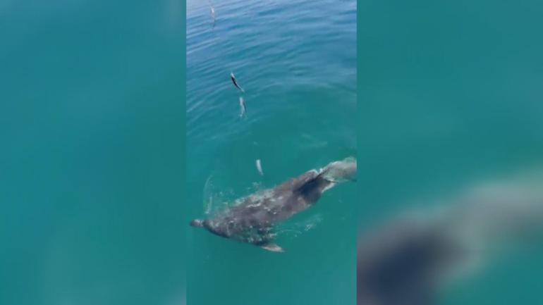 Balıkçılar oltadaki balık ile yunusu etraflarında yüzdürdü; o anlar kamerada