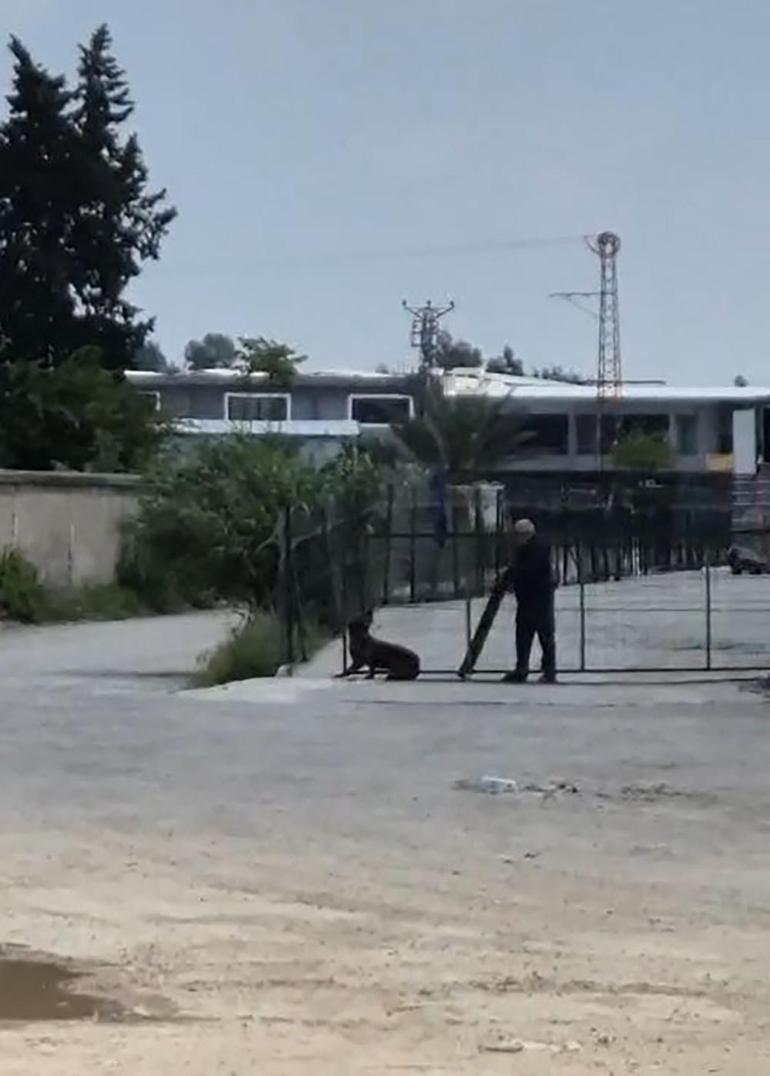 Tavuklarını yediği gerekçesiyle sokak köpeğini sopayla döven kişi gözaltında