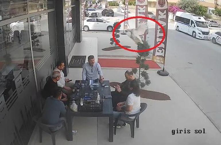 Tarsus’ta tavuk uçarak masaya kondu, çevresindekiler panik yaşadı