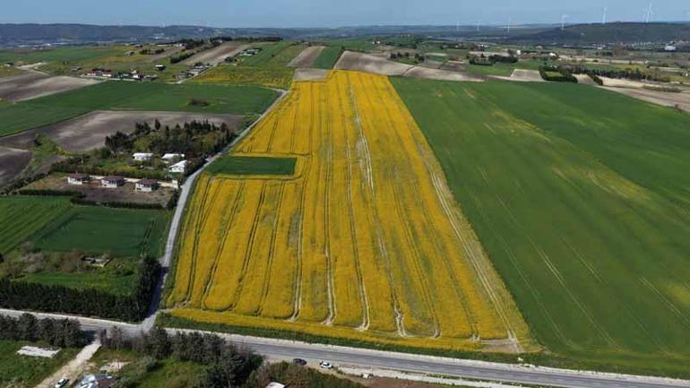İstanbulda sarıya bürünen kanola tarlaları havadan görüntülendi
