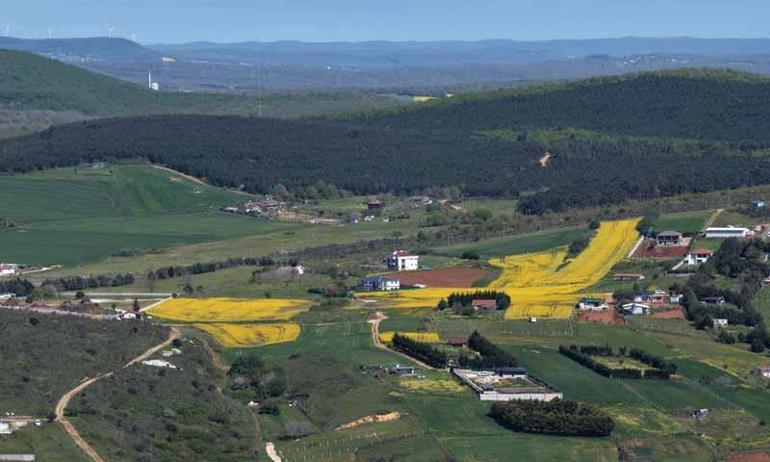 İstanbulda sarıya bürünen kanola tarlaları havadan görüntülendi